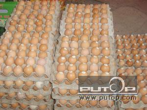 营养鸡蛋礼盒 鸡蛋; 青岛信美养殖厂