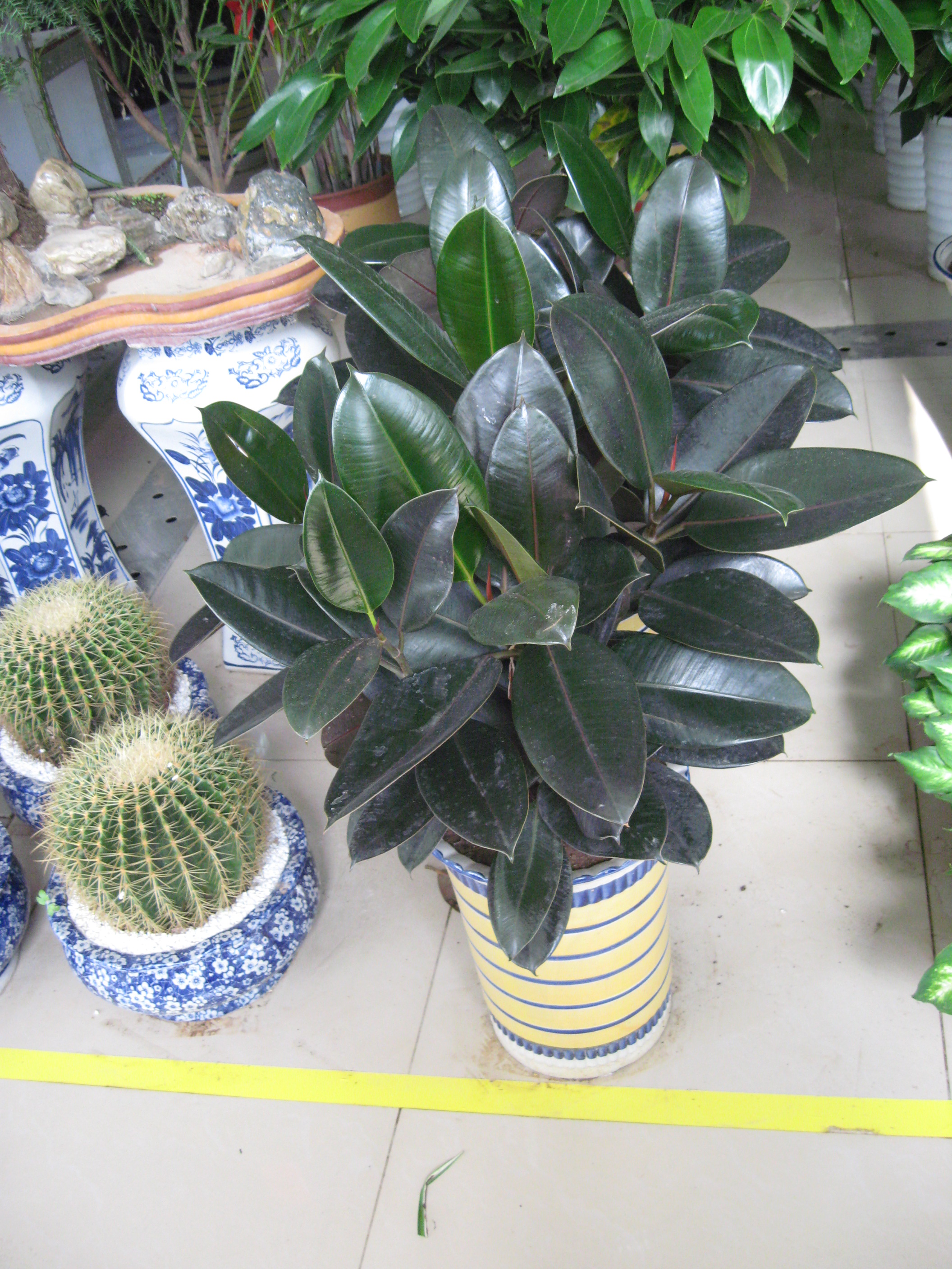观叶植物  青岛枯桃红旗升花木有限公司