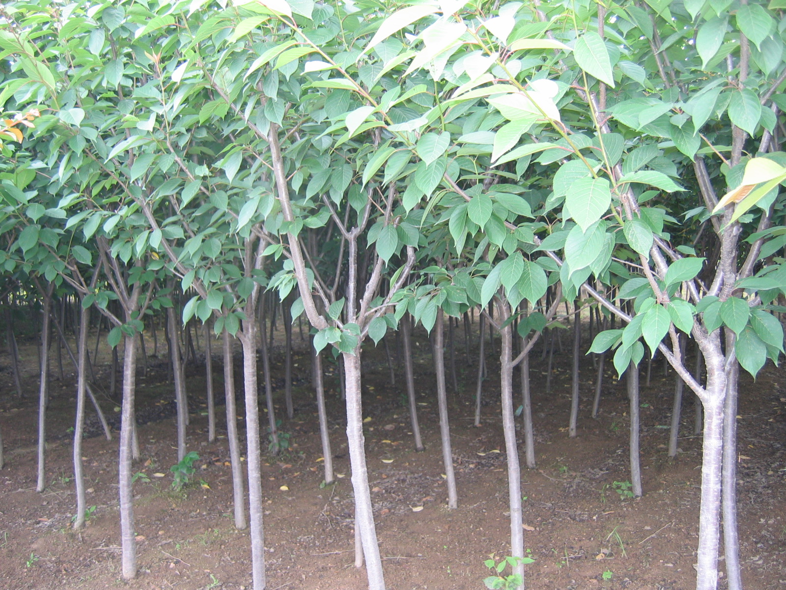 樱花D4-10cm 园林绿化;苗木销售;花卉生产; 青岛胶南桦青苑园林绿化公司