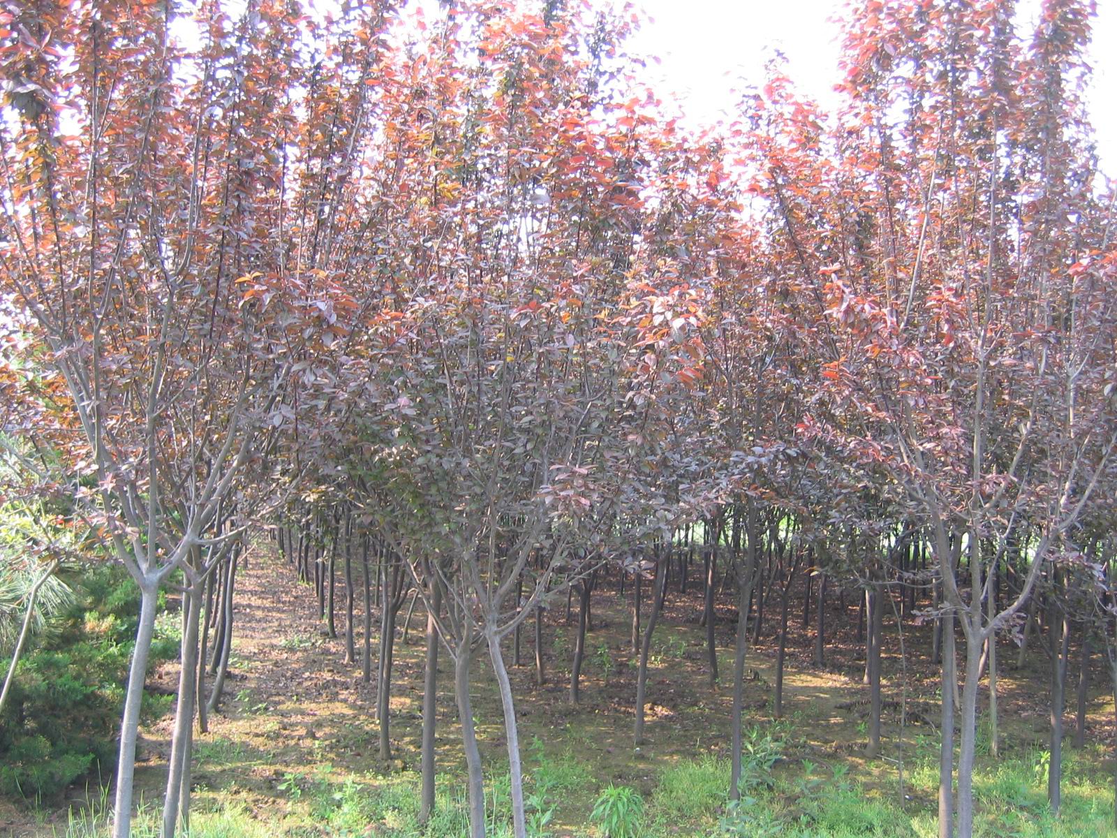 紫叶李D3-6CM 园林绿化;苗木销售;花卉生产; 青岛胶南桦青苑园林绿化公司