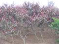 紫叶桃D5-6CM 园林绿化;苗木销售;花卉生产; 青岛胶南桦青苑园林绿化公司