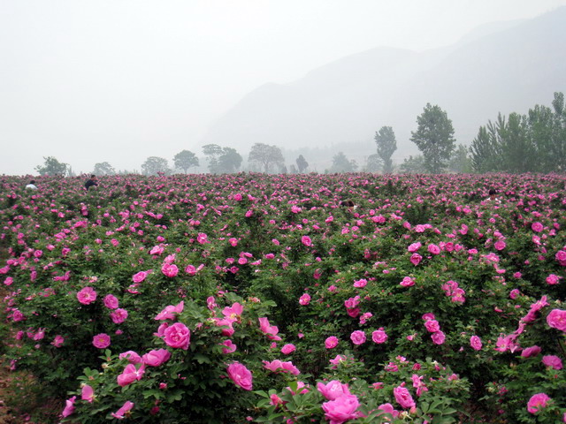 玫瑰基地 中常温干燥技术设备;芳香类植物细胞液提取; 青岛圣永生物科技有限公司