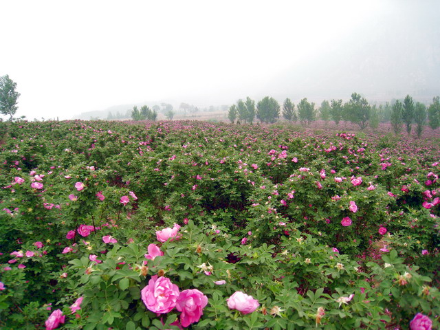 玫瑰基地 中常温干燥技术设备;芳香类植物细胞液提取; 青岛圣永生物科技有限公司