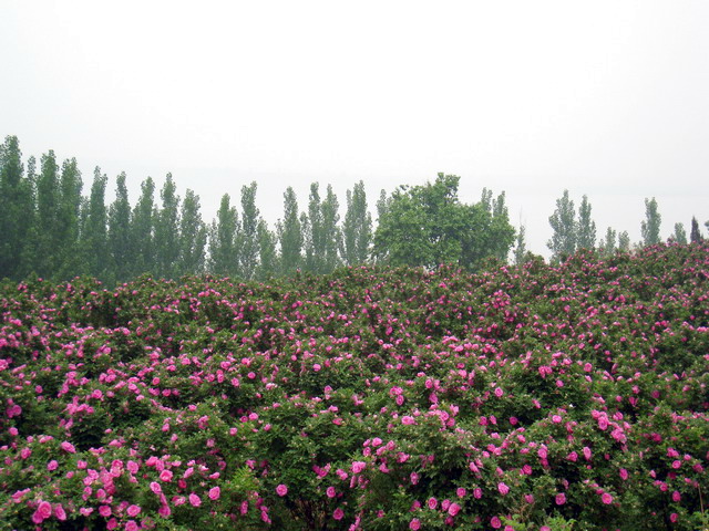 玫瑰基地 中常温干燥技术设备;芳香类植物细胞液提取; 青岛圣永生物科技有限公司