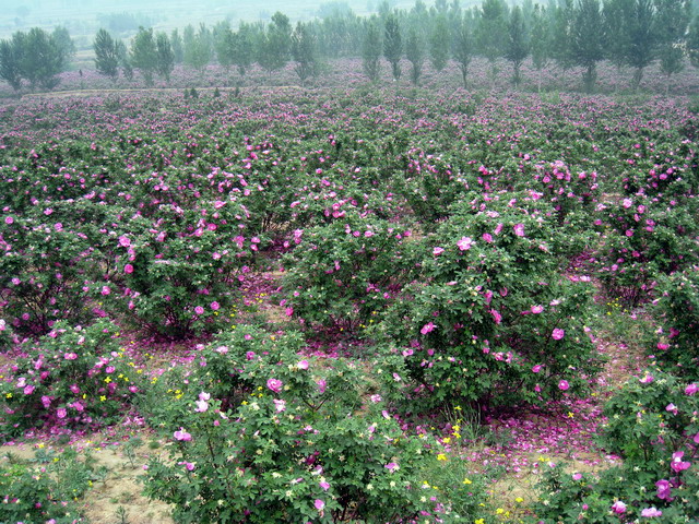 玫瑰基地 中常温干燥技术设备;芳香类植物细胞液提取; 青岛圣永生物科技有限公司