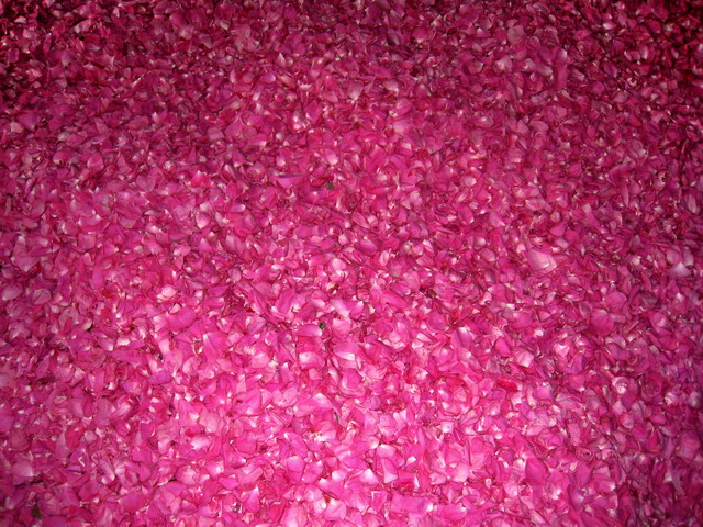 南村玫瑰 中常温干燥技术设备;芳香类植物细胞液提取; 青岛圣永生物科技有限公司