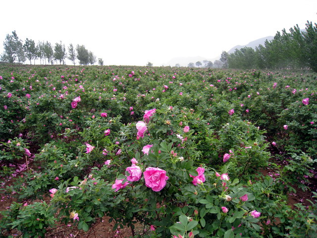 玫瑰基地 中常温干燥技术设备;芳香类植物细胞液提取; 青岛圣永生物科技有限公司