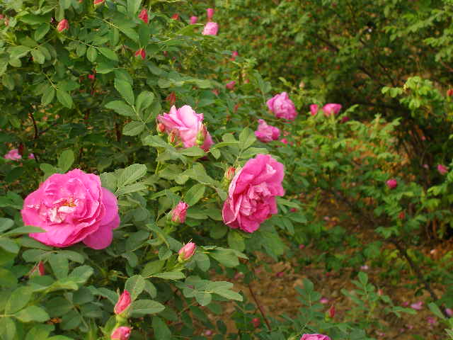 玫瑰 中常温干燥技术设备;芳香类植物细胞液提取; 青岛圣永生物科技有限公司