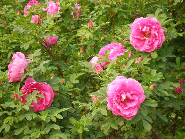 玫瑰 中常温干燥技术设备;芳香类植物细胞液提取; 青岛圣永生物科技有限公司