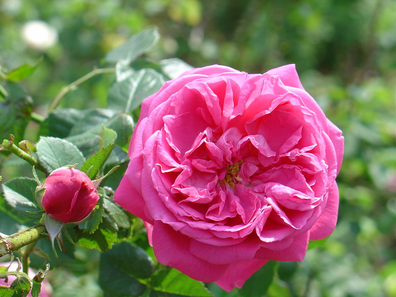 保加利亚红玫瑰 中常温干燥技术设备;芳香类植物细胞液提取; 青岛圣永生物科技有限公司