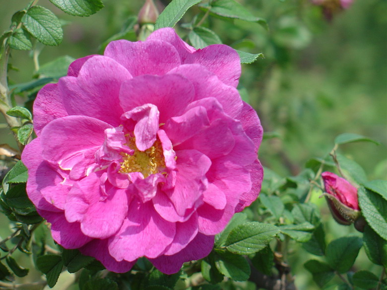 传统玫瑰 中常温干燥技术设备;芳香类植物细胞液提取; 青岛圣永生物科技有限公司