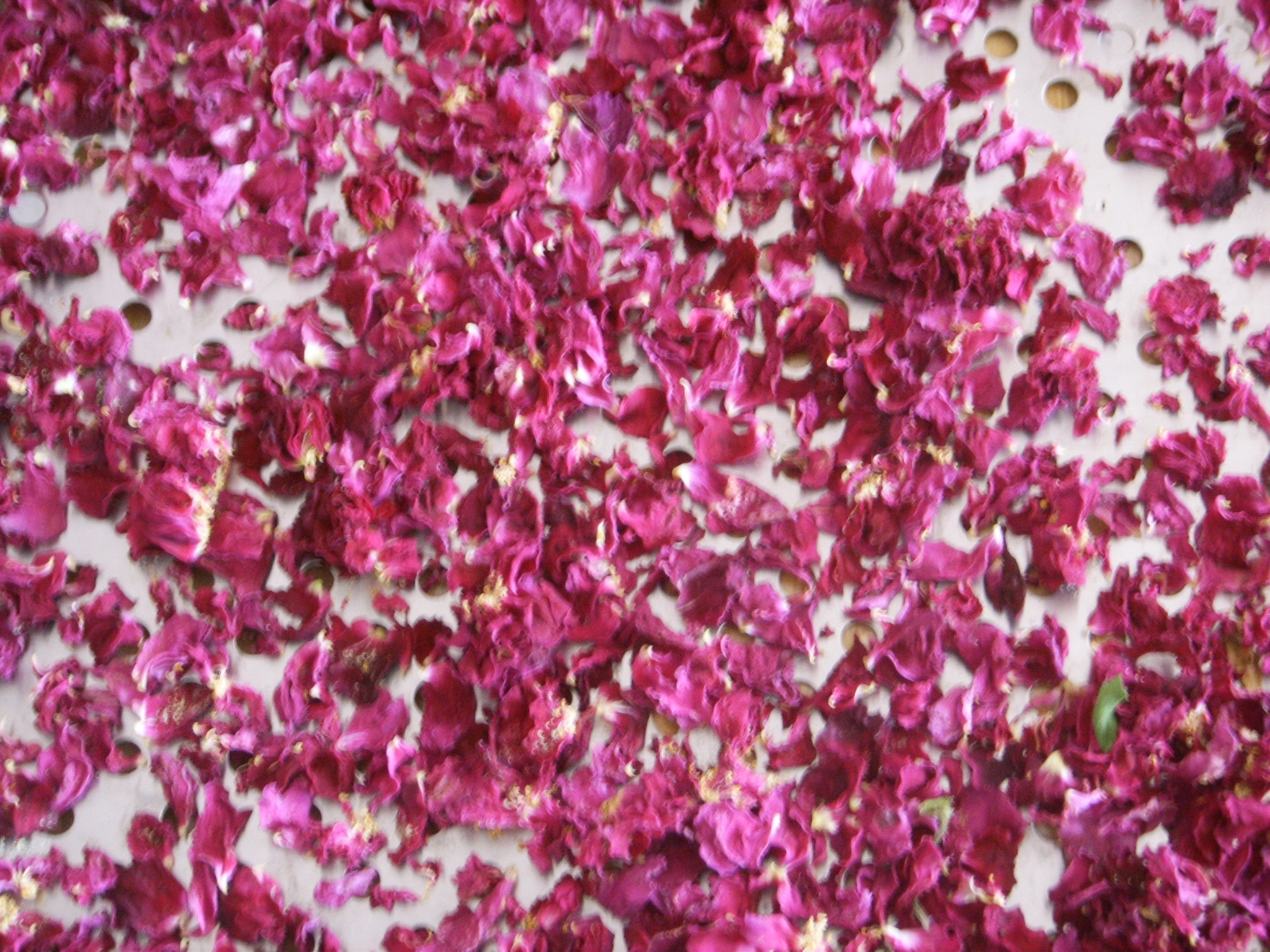 玫瑰干花 中常温干燥技术设备;芳香类植物细胞液提取; 青岛圣永生物科技有限公司