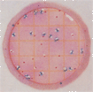 Petrifilm TM大肠菌群/大肠杆菌测试片 3M微生物检测产品;Testo测量仪器;Dikma色谱试剂;BIO-RID培养基;Nasco无菌取样袋;BD培养基; 青岛梓煜商贸有限公司