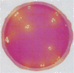 Petrifilm TM肠杆菌科测试片 3M微生物检测产品;Testo测量仪器;Dikma色谱试剂;BIO-RID培养基;Nasco无菌取样袋;BD培养基; 青岛梓煜商贸有限公司