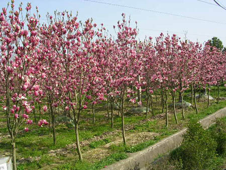 红玉兰 青岛园林;青岛苗木;青岛乔木;青岛苗圃;青岛绿化;园林绿化; 青岛三龙园林绿化有限公司