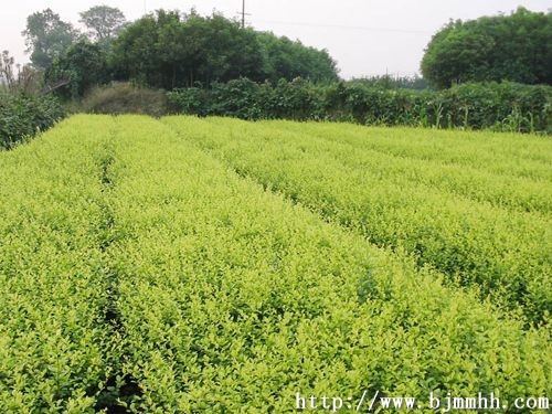 金叶女贞 青岛园林;青岛苗木;青岛乔木;青岛苗圃;青岛绿化;园林绿化; 青岛三龙园林绿化有限公司