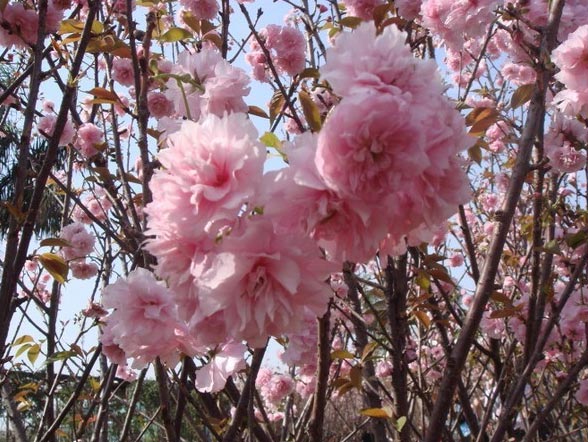 樱花 青岛园林;青岛苗木;青岛乔木;青岛苗圃;青岛绿化;园林绿化; 青岛三龙园林绿化有限公司