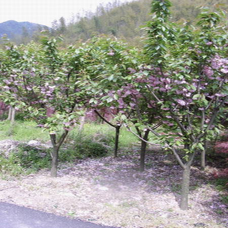 樱花 青岛园林;青岛苗木;青岛乔木;青岛苗圃;青岛绿化;园林绿化; 青岛三龙园林绿化有限公司