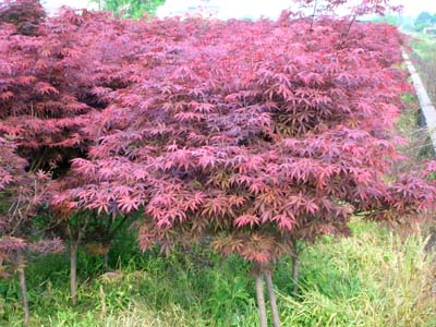 红枫 青岛园林;青岛苗木;青岛乔木;青岛苗圃;青岛绿化;园林绿化; 青岛三龙园林绿化有限公司