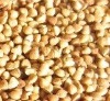 Backwheat kernel kernel;inshell;roasted;blanched;spices;garlic;ginler;hotpepper; Qingdao Xinlufeng Peanuts Product Co., Ltd.
