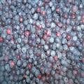 IQF Blueberry Grade STD Fruits;Vegetables;Blueberry;Apple;Beans;ADProduct;FDProduct; Qingdao Newcrop Co., Ltd.