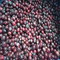 IQF Blueberry Grade B Fruits;Vegetables;Blueberry;Apple;Beans;ADProduct;FDProduct; Qingdao Newcrop Co., Ltd.